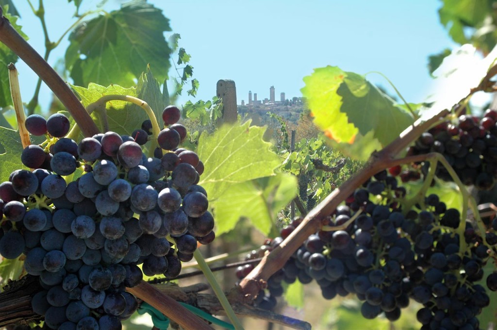 Azienda Agricola Tollena