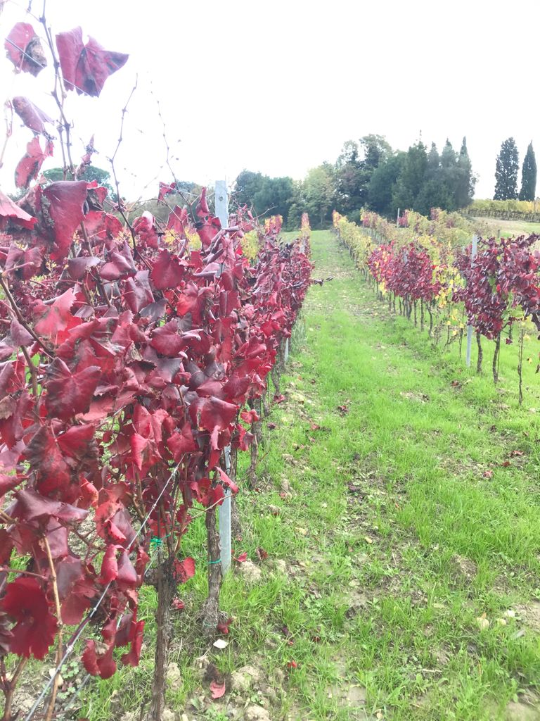 Azienda Agricola Francesca